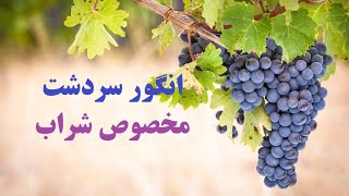 انگور سردشت مخصوص شراب شیراز