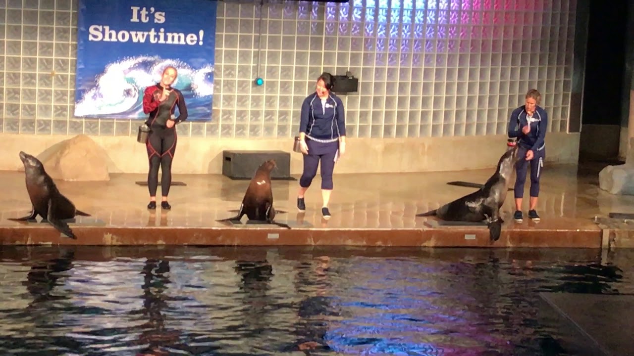 Mystic Aquarium Sea Lion Show 8 18 17 YouTube mystic-aquarium-sea-lion-show-8-18-17-youtube
