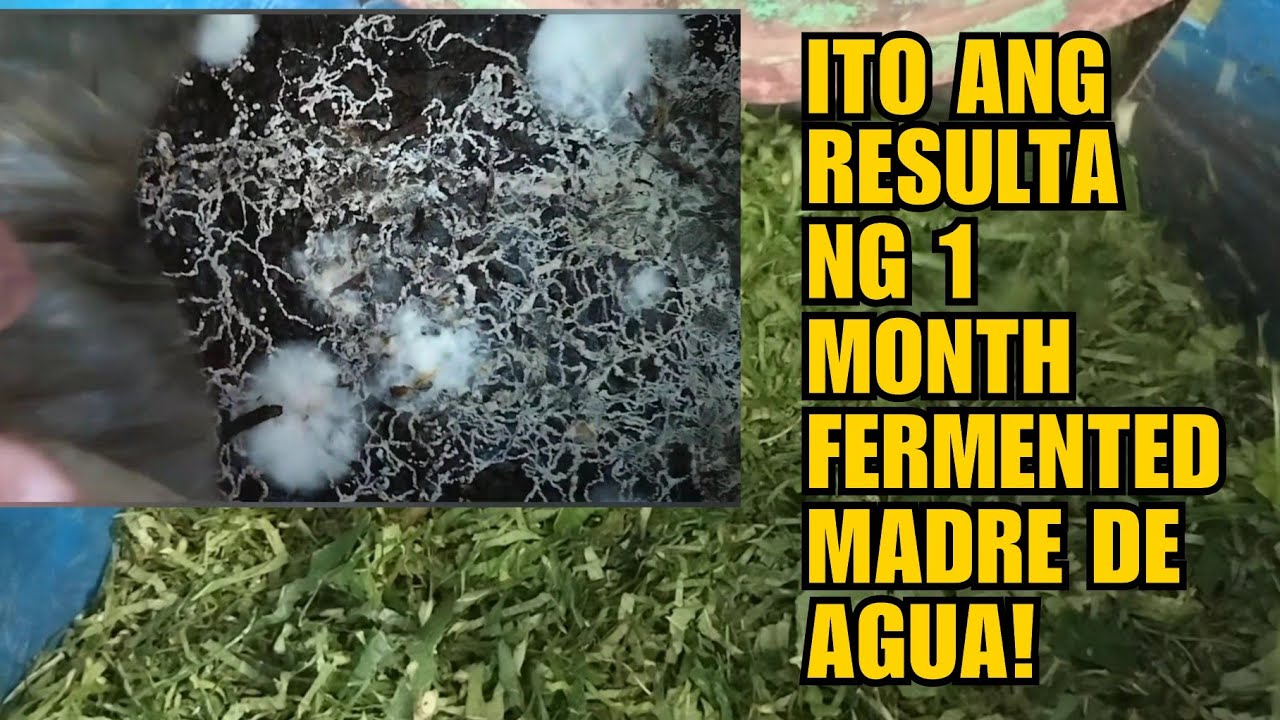 ITO ANG RESULTA NG 1 MONTH FERMENTED MADRE DE AGUA!