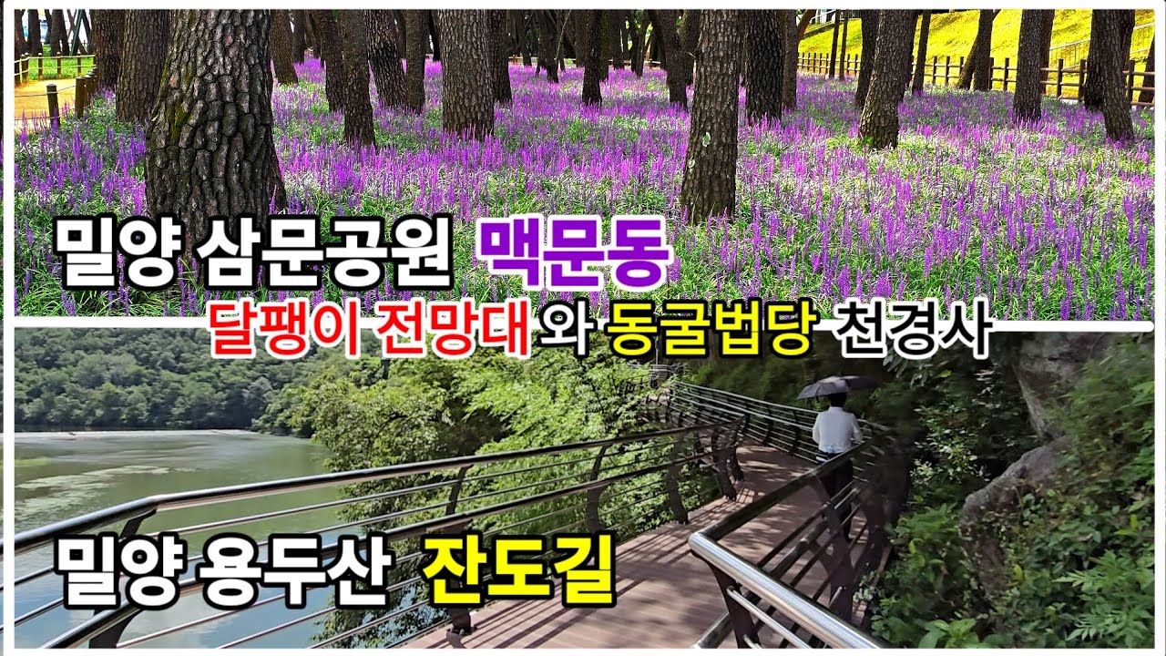 밀양 삼문체육공원 맥문동과 새로운 트래킹 명소로 떠오르는 용두산 잔도길(feat.천경사 동굴법당, 달팽이전망대)