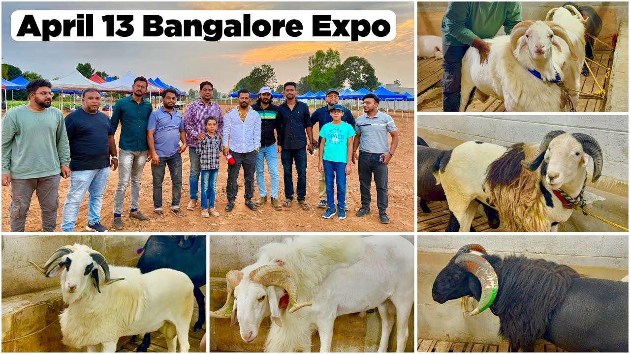 MD Goat Farm & FSA in Bangalore For April 13 Expo, Prizes & Tipu Sheep & Goat Farm Tour