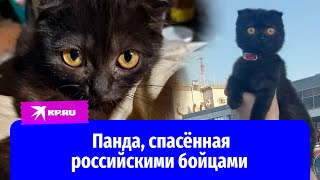 Бойцы СВО спасли и приютили котёнка