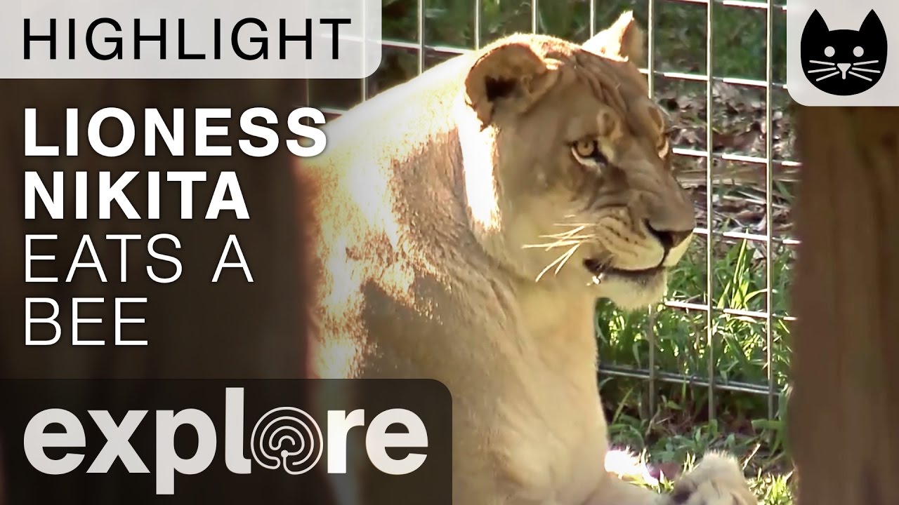live streaming rmc sport Lioness Eats a Bee - Live Camera Highlight