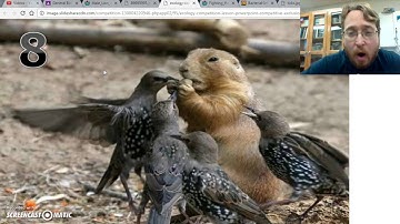 Ecological interactions: Predation, Competition, and Disease