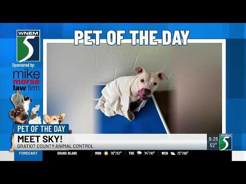 Pet of the Day: Meet Sky!