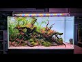 WOW! This Aquascape is just 8 weeks old