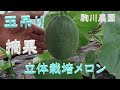 立体栽培メロン　摘果・玉吊り　目指せ100品目　邑南町　駒川農園　21.6.18