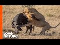 Nomad Lions Attack Buffalo Herd In The Dark | Love Nature