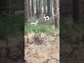 Seltenes weißes Reh entdeckt #burgwald #wald