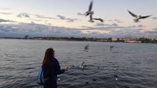 Hungry birds. Gulls catch bread. Black Sea, CRIMEA