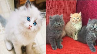 baby cats: kumpulan kucing lucu dan imut