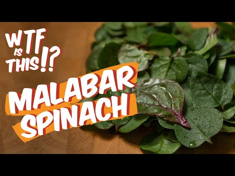 Malabar Spinach (+2 Simple Recipes) | WTF is this!? ep.5