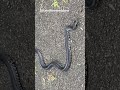 This got my blood pressure up! #gardening #snake #cats