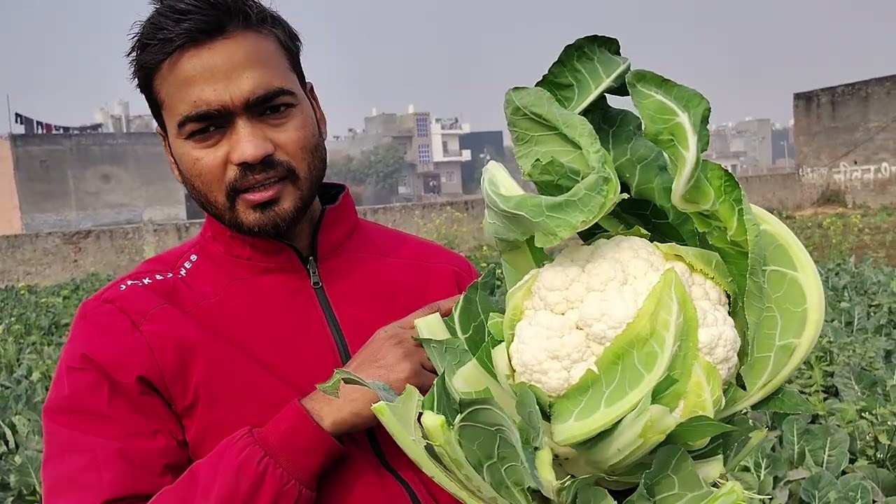 Indus -Cauliflower -Sophia 