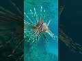 Lionfish Warrior. #lionfish #egypt #marsaalam #vitaliy6447 #snorkeling #animals #zebrafish #tropical