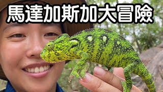 【昆蟲擾西上課了】輻射龜 狐猴 變色龍 樹蚺 日守宮 特有種生物王國馬達加斯加 Madagascar