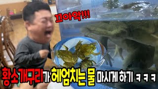 황소개구리 헤엄치는 물 마시게하기ㅋㅋㅋ