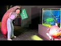 写真3種 ハラミちゃん🍖🎹 カワスイ 川崎水族館 LIVE後 / お米🍚編集