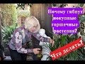 🌺Почему гибнут Голландские комнатные цветы.Что делать?🌺