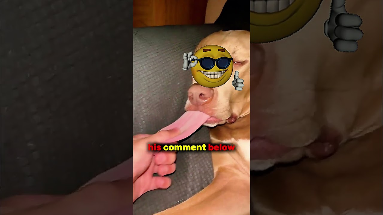 This dog’s tongue is INSANE 😳😂 