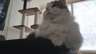 Morning with cat loaf