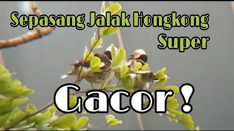 Sepasang jalak Hongkong Super gacor