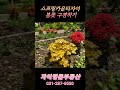 실버타운 봄꽃 구경하러 오세요~ #스프링카운티자이 #실버타운 #경기도아파트 #자이아파트