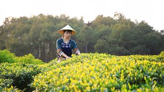 If you spring is sleepy and tired, come to drink a cup of green tea!春天又困又乏，來喝一杯綠茶吧！丨Lizhangliu