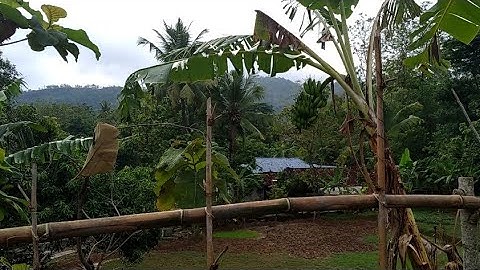 Merdunya Suara Burung Liar Saat Pagi Hari di Pedesaan _ Indahnya Suasana Pedesaan Saat Pagi Hari