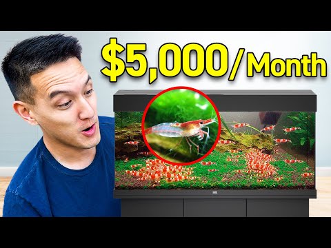 Making $5K/Month Breeding Shrimp In His Apartment (Side Hustle)