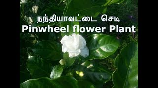 நந்தியாவட்டை செடி | Pinwheel flower Plant