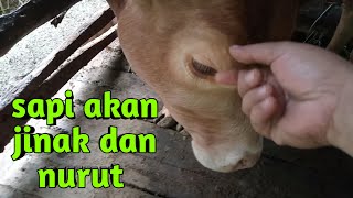 cara biar sapi nya jinak dan nurut‼️ala peternak sapi tradisional