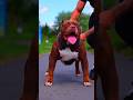 Pitbull_edit_tutorial_🔥😈 #pitbull #shorts #dog #doglover