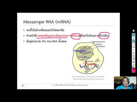 วีดีโอ: RNA ชนิดใดที่มีอยู่ในเซลล์ พวกมันสังเคราะห์ที่ไหน?