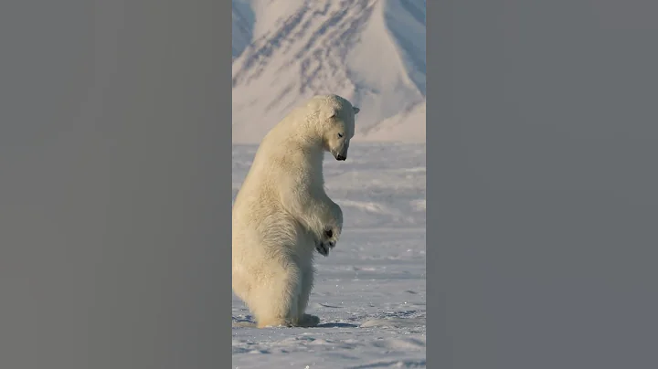 Polar Bear Hunts Seals
