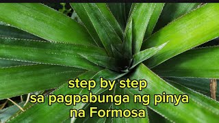 Step by step sa pagpabunga ng pinya na Formosa, IPAMALAS TV