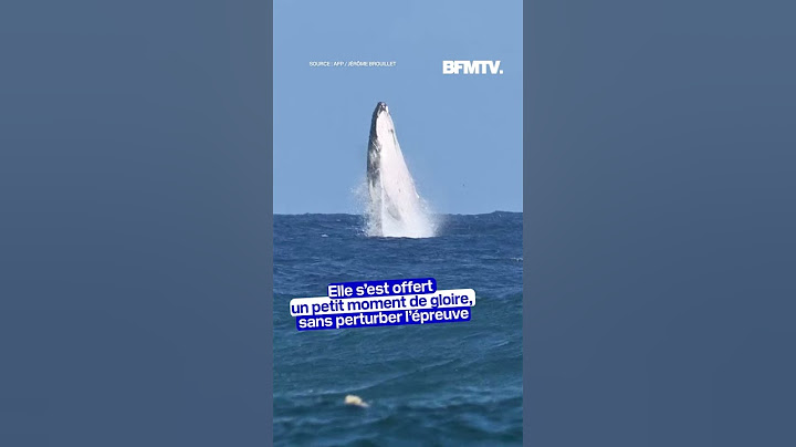 JO de Paris 2024: une baleine s'invite en pleine épreuve de surf à Tahiti