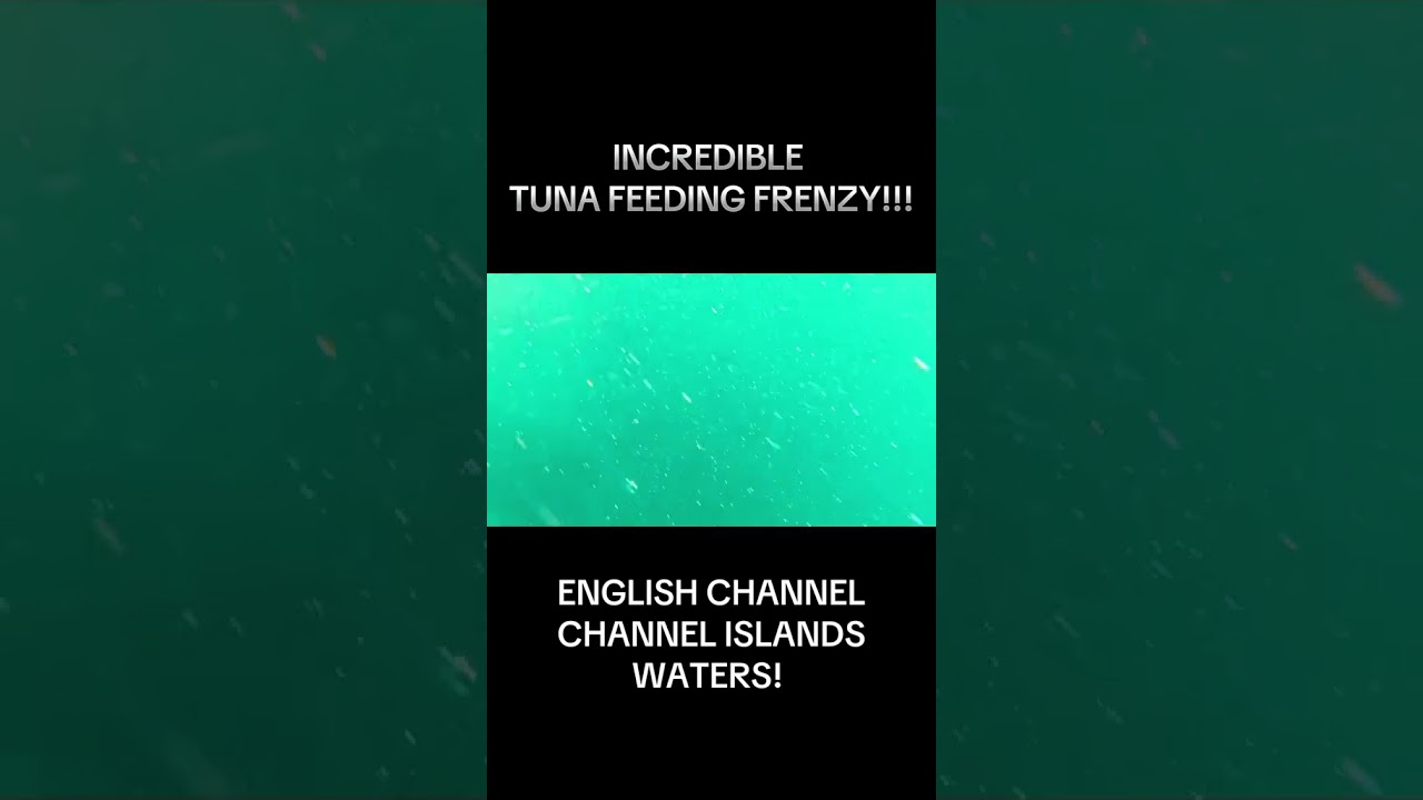 The Insane Feeding Frenzy of Giant Bluefin Tuna!!!