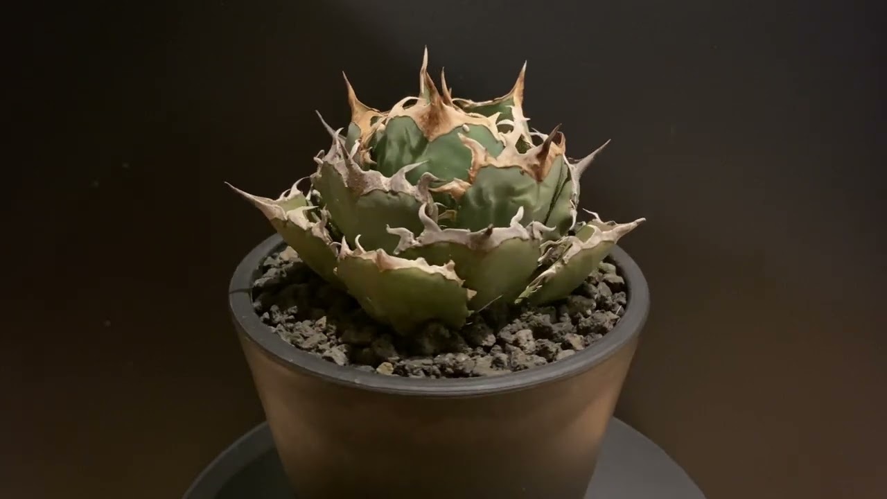 アガベ・チタノタ 烈焔（ボールタイプ）-002｜agave titanota flame