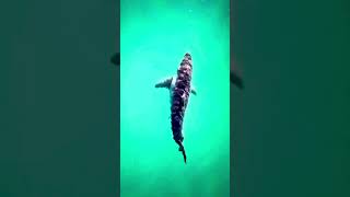 Boa Vista Cape Verde Cabo Santa Maria Great White basking