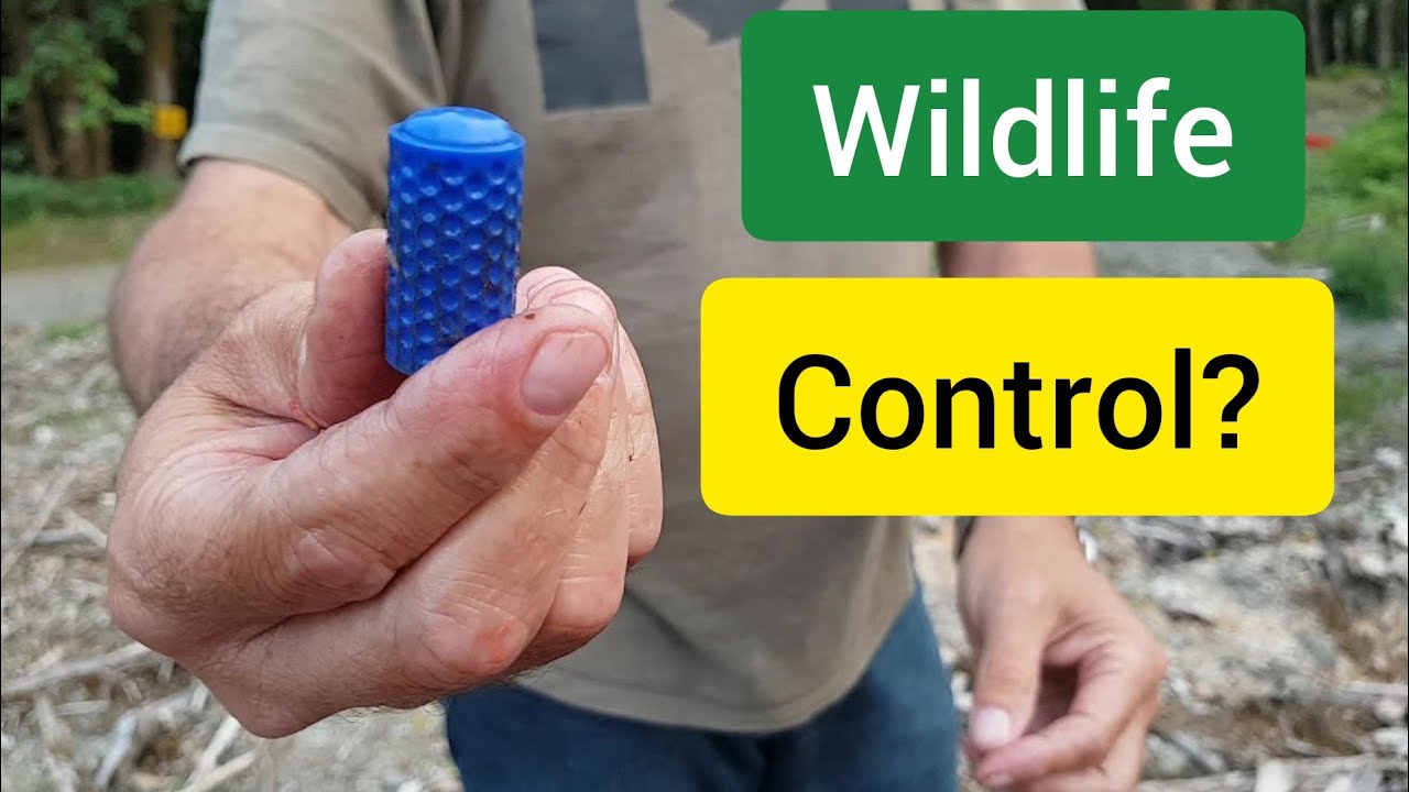 Wildlife Control Ammo (rubber bullets part 2) YouTube