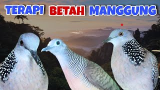 Perkutut Lokal Suara Besar Vs Tekukur Gayer Suara Istimewa. Masteran Oke