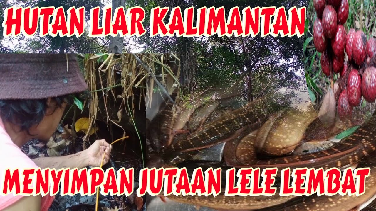 MERINDING !! NEKAT MANCING IKAN LELE LEMBAT DIHUTAN LIAR KALIMANTAN ...