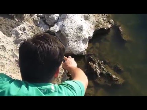 Как поймать змею Как поймать змею