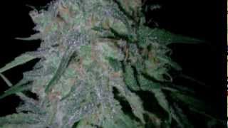 OMMP Grow Day 51 Still Flushin