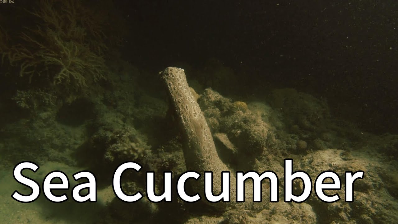 🔥 I Watched a Sea Cucumber Eject Its Organs and Still Survive - Science Can't Explain This!