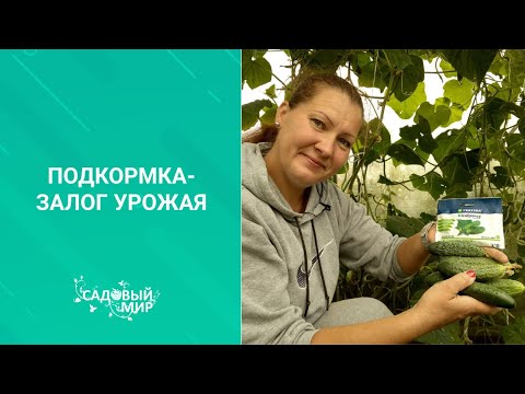 БОГАТЫЙ УРОЖАЙ ОГУРЦОВ В АВГУСТЕ! Уход за огурцами в конце сезона