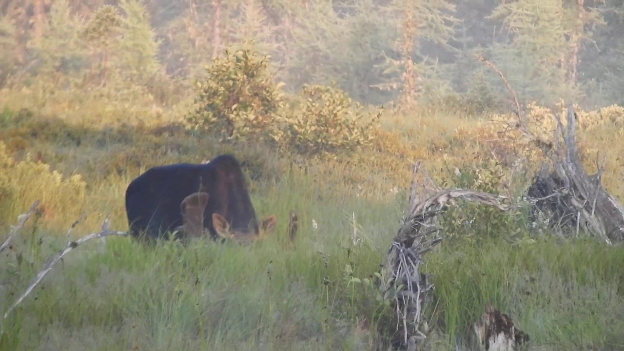 Nice Rack - Bull Moose - Moosehead Area Guide Service - YouTube