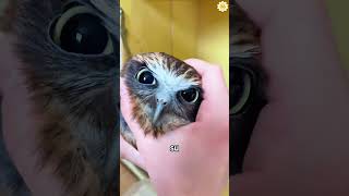 My son encountered a little owl on the road. #animals  #Friendship #Us