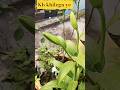 kb khilega ye || home gardening #youtubeshorts #foryou #short #trending #asiaticlilly #ytshorts